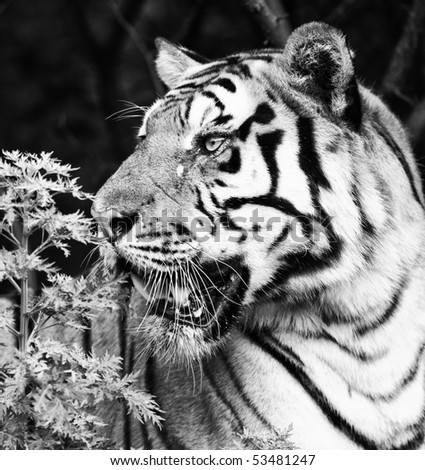 Tiger black and white portrait