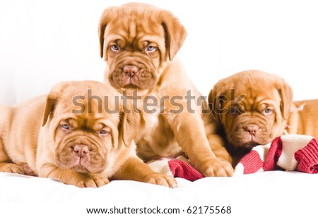 youdogue de bordeauxclick dogue de bordeaux cross pitbull. youdogue de bordeauxclick