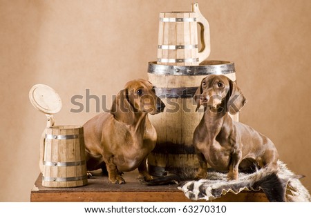 two dachshund with beer