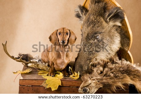 short hair dachshund with a hunting  trophy