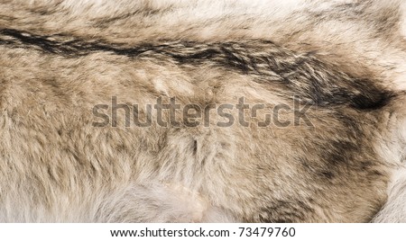 Close up of an wolf  fur texture