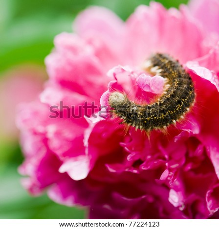 caterpillar on peony. macro shot