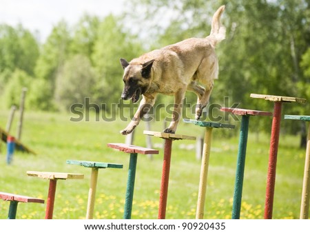 Military dog training german shepherd