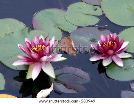 Two purple water lilies stand out against green pads and deep blue pod water.