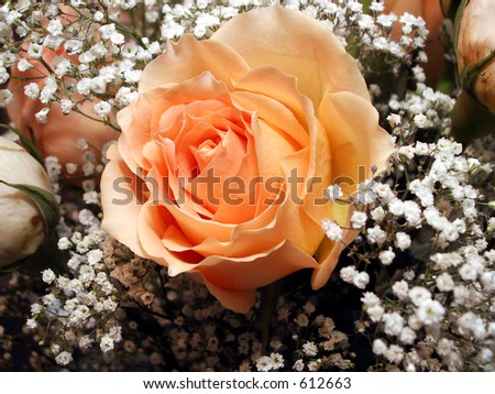Pastel orange rose blooms in field of white decorative flowers.