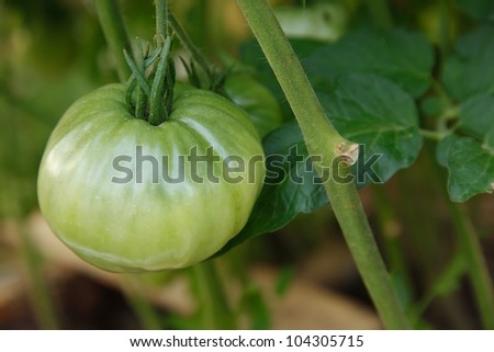 Big tomato hanging on branch.natural light and  green background of leafs
