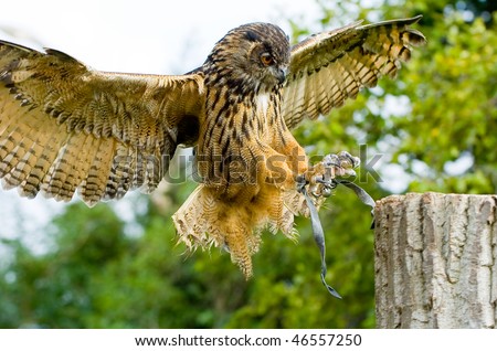 owl flew to a tree trunk