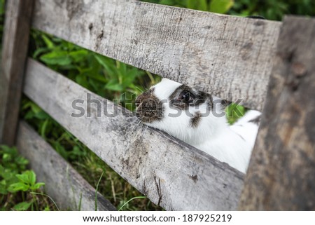 Small rabbit peeking from behind the fence.
