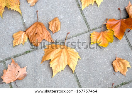 Autumn leaves on the pavement on a street in the city of Amsterdam