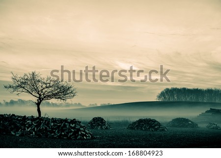 Magical morning mist foliage on a beautiful countryside scenery landscape