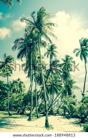 Tropical Island with palm trees