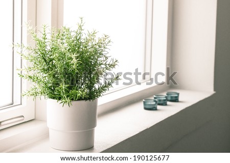 Indoor plant in a bathroom window