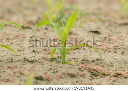 Green corn crops in cultivated soil