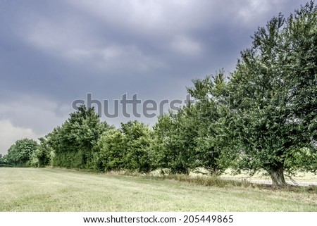 Dark weather landscape with trees