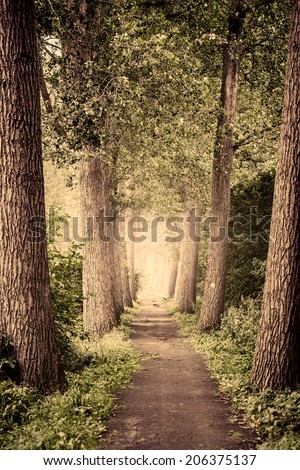 Path going through a magic forest