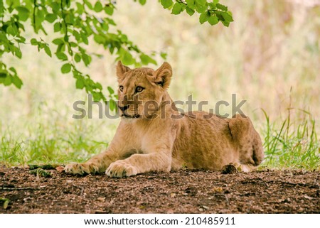 Young lion taken a rest in the forest
