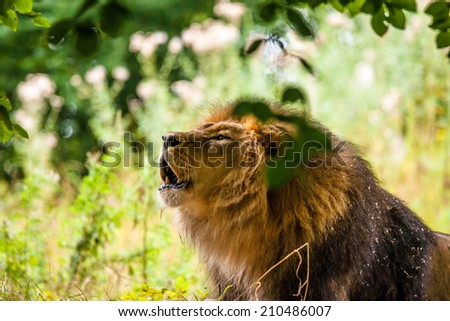 Big male lion roaring in a green forest
