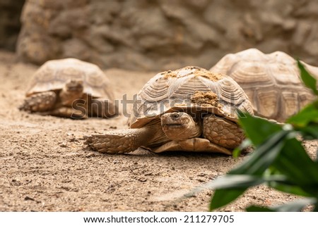 Old turtles crawling in the sand in natural enviroment