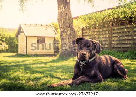 Dog in a garden with a dog house