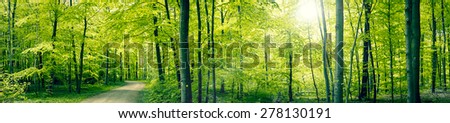 Panorama landscape of a beech forest in the spring