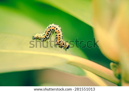 Erannis defoliaria caterpillar in the garden