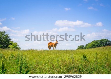 Brown horse walking on an idyllic green field