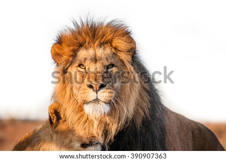 Two lions together on the savannah in the sunlight