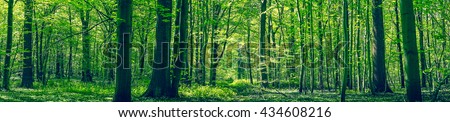 Green forest panorama scenery in the spring