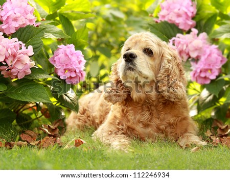 The red dog of breed an English Cocker Spaniel sits in a garden on a green grass under a green bush with pink flower Hydrangea serrata