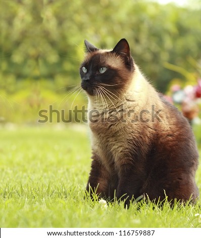 The beautiful brown cat, Siamese, with blue-green eyes sits in a green grass and yellow leaves