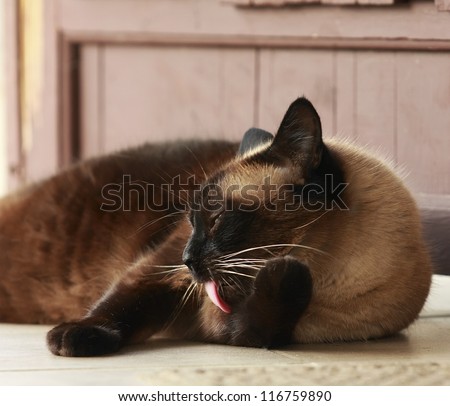 The beautiful brown Siamese cat washes on a porch near the house, licks wool red language