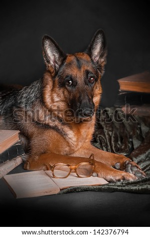 dog,  German Shepherd, reading  book, studying, learning, school, college, exam session