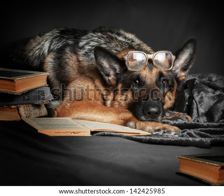 dog,  German Shepherd, reading  book, studying, learning, school, college, exam session