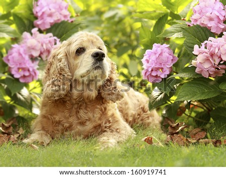 The red dog of breed an English cocker a spaniel sits in a garden on a green grass under a green bush with pink flower Hydrangea serrata
