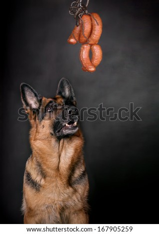The dog, German shepherd looks at a sausage ring from below up. Sausage hangs on a metal hook over the head of a dog.