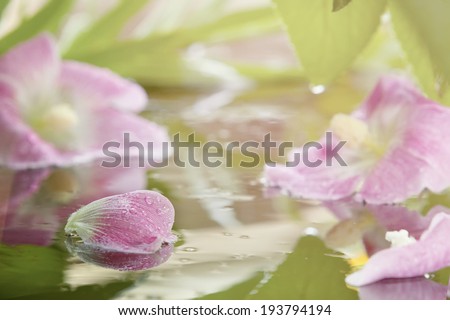 Petals pink flowers lie in the water, covered with raindrops. Beautiful reflection of flowers and green leaves in water