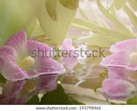 Petals pink flowers lie in the water, covered with raindrops. Beautiful reflection of flowers and green leaves in water