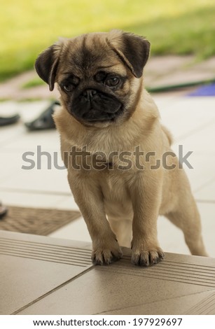Puppy pug dog standing on the stone steps outside the house with green lawn