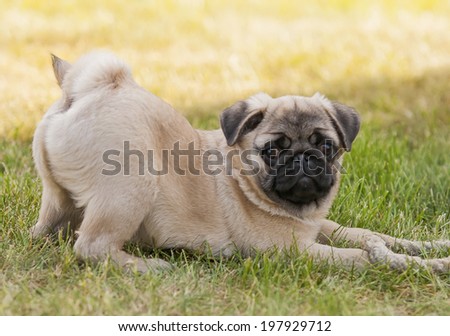 Puppy dog pug playing in the garden on the lawn, on the green grass with rope rope
