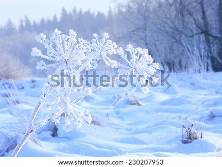 frozen flower covered with hoarfrost, winter solar morning