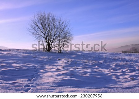 Frosty dawn in mountains, lonely tree, sine-pink sky