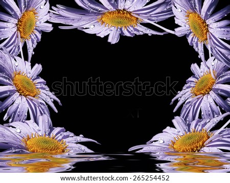 Floral card with blue daisies on a black background and place for your text. Flowers on the edge of the image, the middle of a heart-shaped. Flower card in water