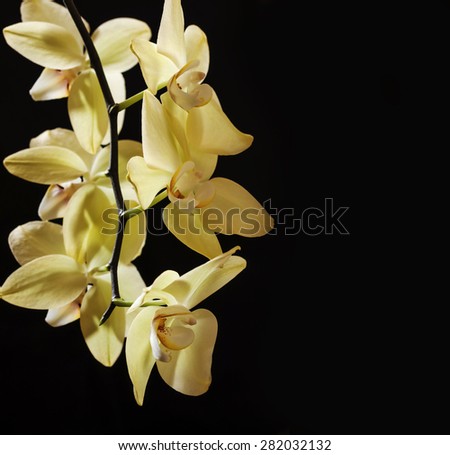 Yellow orchid. Branch with yellow flowers on a black background