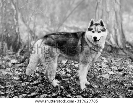 Dog, Siberian Husky with blue eyes standing in the woods on a cold autumn fallen brown leaves. black and white