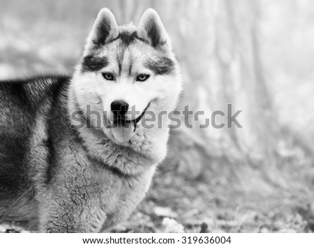 portrait of a dog, Siberian Husky with blue eyes in the woods on a cold autumn fallen brown leaves. black and white