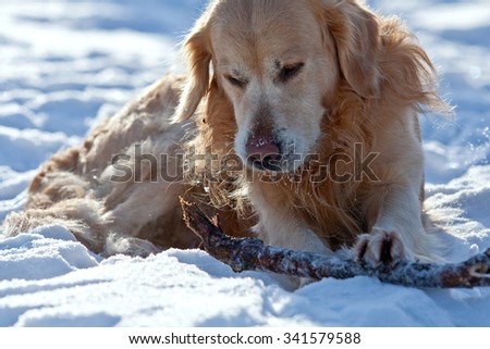 The golden Retriever, red dog lies in snow and looks at a dry stick