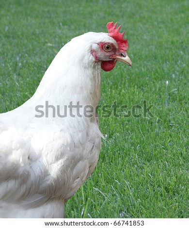 The white hen with a red crest walks on a farm on straw