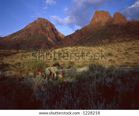 The Chisos Mountains of Big Bend National Park in Texas with a cactus plant in the foreground.