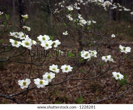 Dogwood+tree+flower+pictures