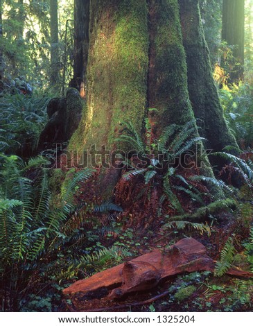 A tree in the Lady Bird Johnson Grove located in Redwood National Park.